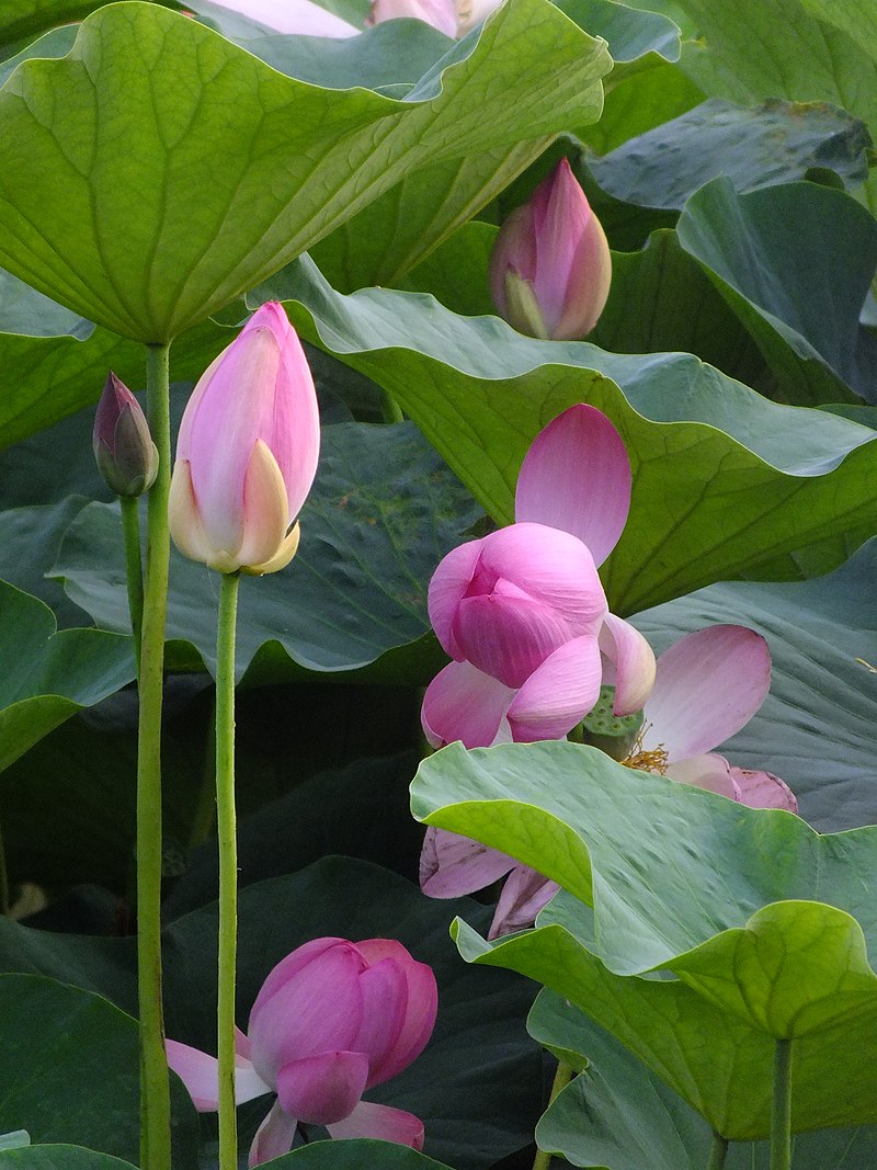 【実は日本が世界一】2000年前の種から「世界最古の花」が千葉で咲いていた！
