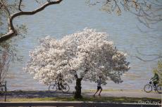 【ニューヨーク旅学事典13】ニューヨークの春を楽しむ「リバーサイド・パーク」