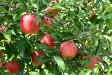 【入園無料】旬のりんごのもぎ取りなど体験イベント満載！「ひろさきりんご収穫祭」