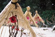 【12月ベストシーズンの国内旅行先】椿・牡丹・ポインセチアなど12月の今しか見られない季節の花園5選