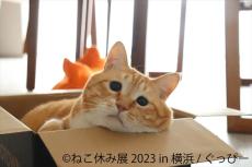 「ねこ休み展 2023」が2年ぶりに横浜で開催！新たなスター猫や新作も登場