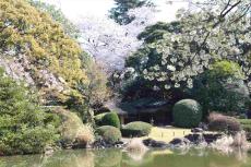 「博物館でお花見を」春の恒例企画！桜をモチーフにした日本美術を展示【東京国立博物館】