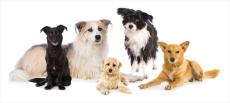 愛犬と飼い主のためのお店が集まる「第1回伊豆高原わんわんマルシェ」が開催