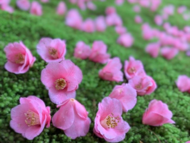 【京都・霊鑑寺 春の特別公開】庭園に咲く100種類以上の椿を愛でる！狩野派作の襖絵も