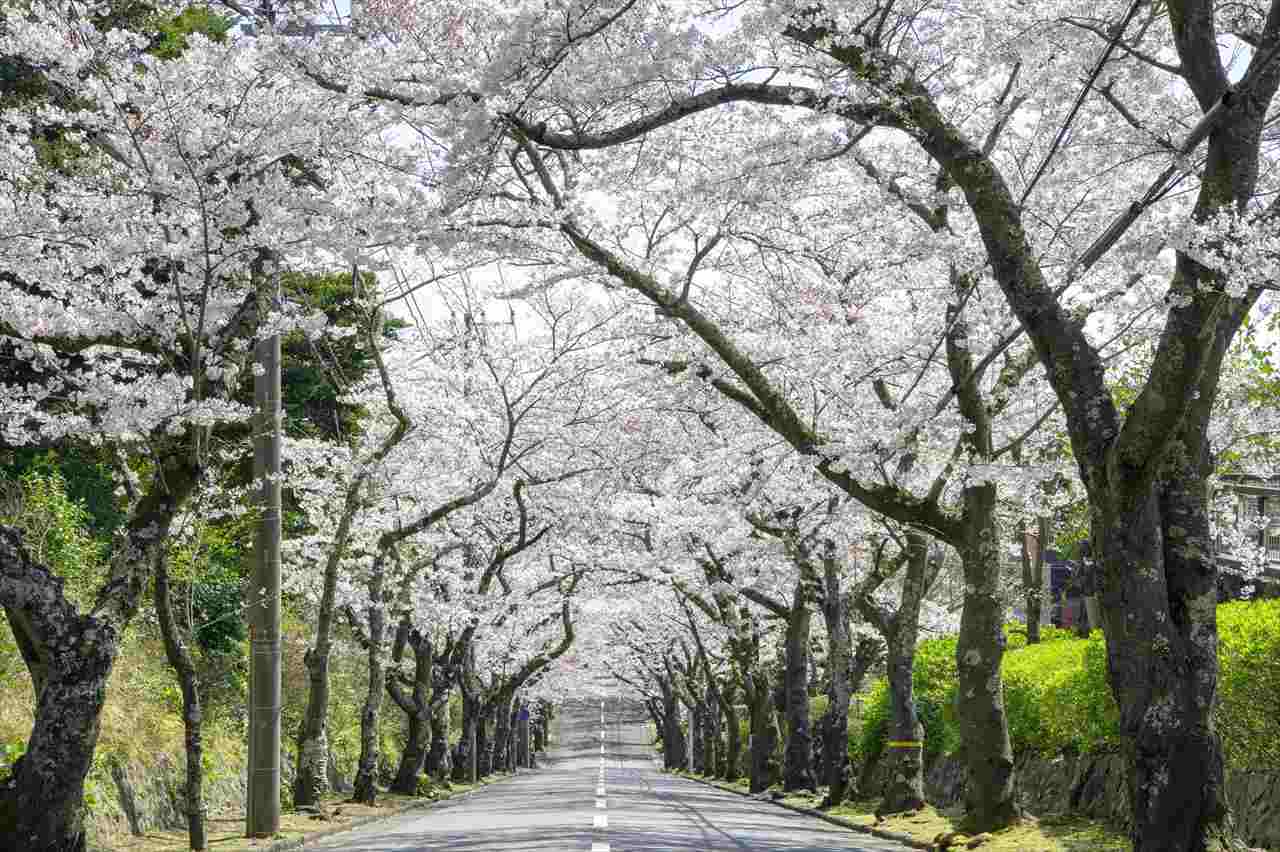 【静岡県伊東市のお花見スポット3選】全長3kmの桜のトンネルや「さくら名所100選」に認定されたスポットも