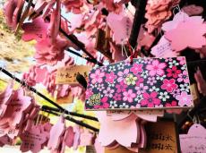 【東日本1位の「櫻木神社」は御朱印も御守も桜色！】一年中咲く桜に癒やされる、親子に優しい人気神社｜千葉・野田市