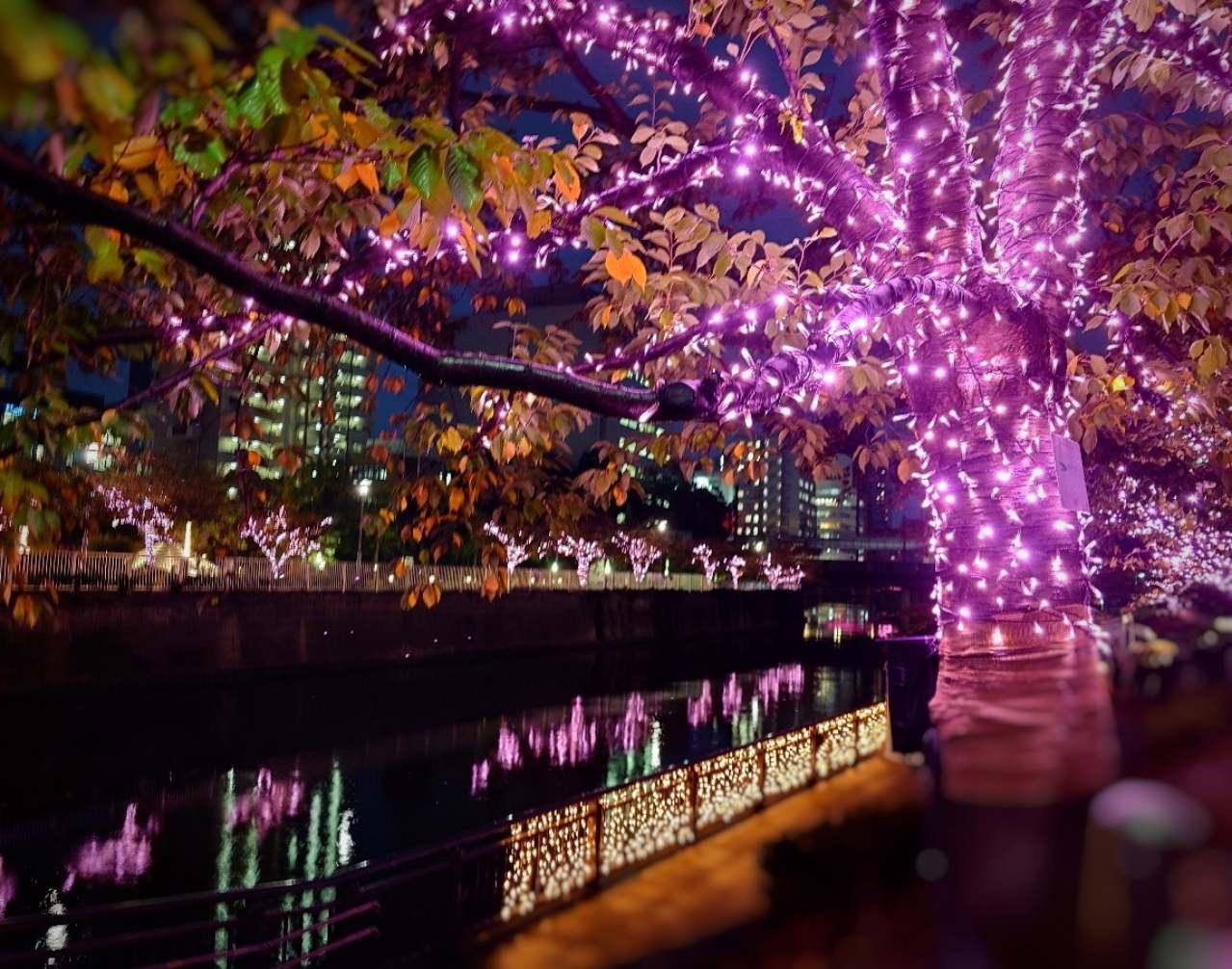 【目黒川みんなのイルミネーション2023】桜の名所に約38万球の光の桜が輝き咲く！自家発電の東京イルミ