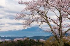 【2024年に行くべき鳥取県の桜スポット5選】昼も夜も楽しめる！好天の日が多くお花見にぴったり