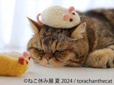 【癒やしに満ちた"猫の祭典"】「ねこ休み展」夏の本祭2024が開催！人気クリエイターによる写真とグッズが集合