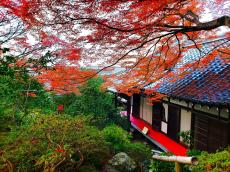 【通常非公開の京都「霊鑑寺」秋の特別拝観】狩野派の掛け軸を一挙初公開！秋を感じる庭園や本堂・書院まで