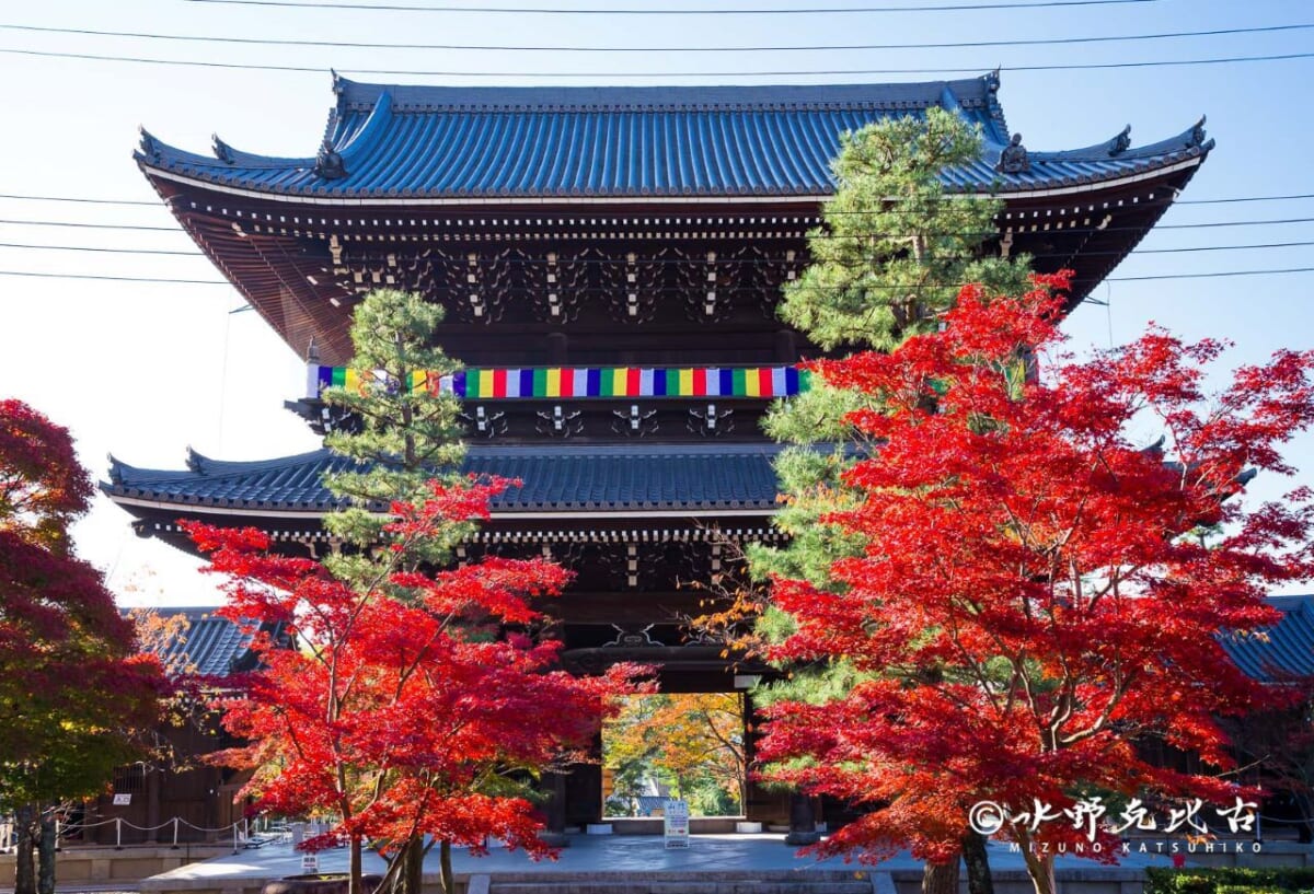 【京都「くろ谷 金戒光明寺」日中＆夜間拝観】通常非公開！紅葉が美しい回廊式庭園「紫雲の庭」は必見