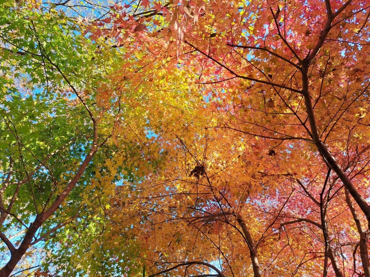 【京都じゃないよ！埼玉の「嵐山渓谷紅葉まつり」】都心から約1時間！自然豊かな紅葉スポットでイベント開催