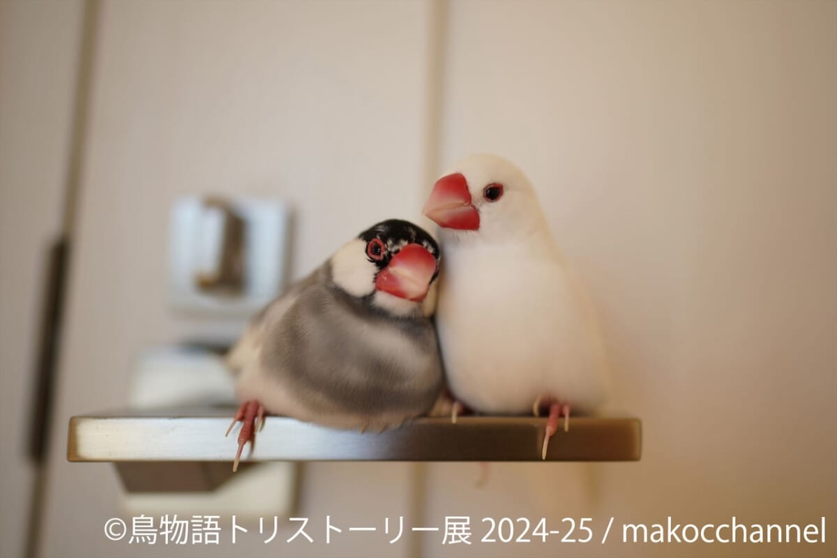 【東京・浅草橋】鳥好き集まれ！年末年始は「鳥物語トリストーリー展」で癒やされる