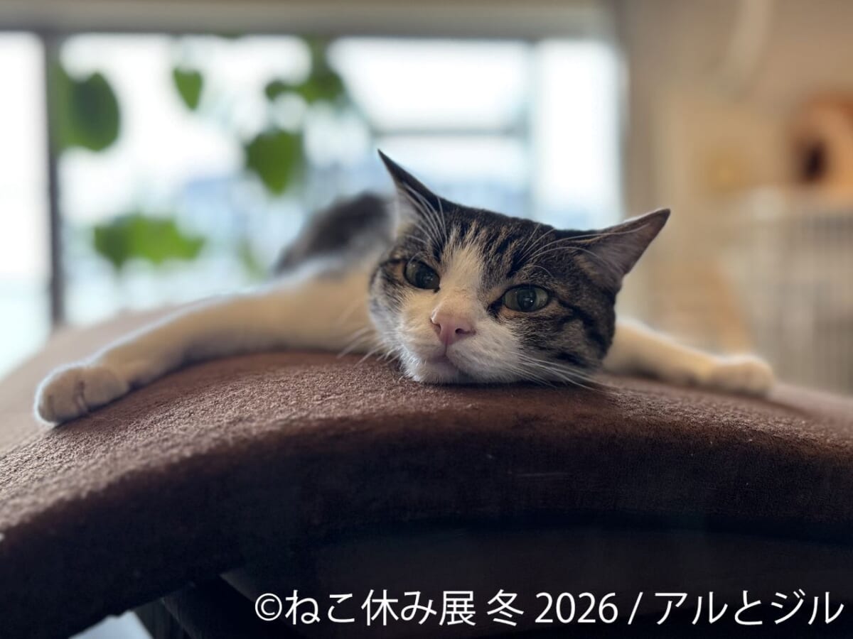 【ねこページ】整理中のため購入をご遠慮くださいませ MDS BtoB |#中央経済社 日めくりカレンダー 猫めくり2026 CK-C26-01