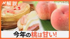 山梨の桃、今年の傾向は“高糖度”　「新鮮で安い」日本の桃に海外からも熱視線【Nスタ解説】