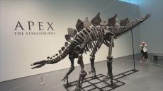 史上最大のステゴサウルスの化石が競売に　予想落札価格は最高で9億6000万円！