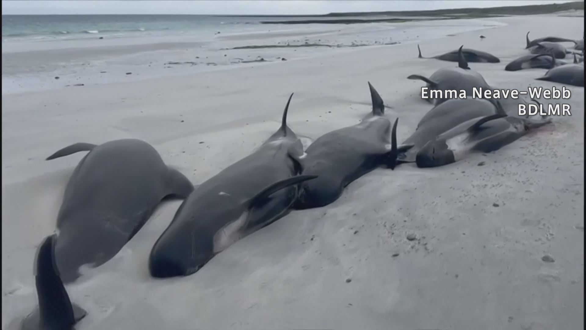 イギリス・スコットランドの海岸にクジラ77頭が漂着 全頭死ぬ、1頭が打ち上げられ群れの残りが追ってきた可能性