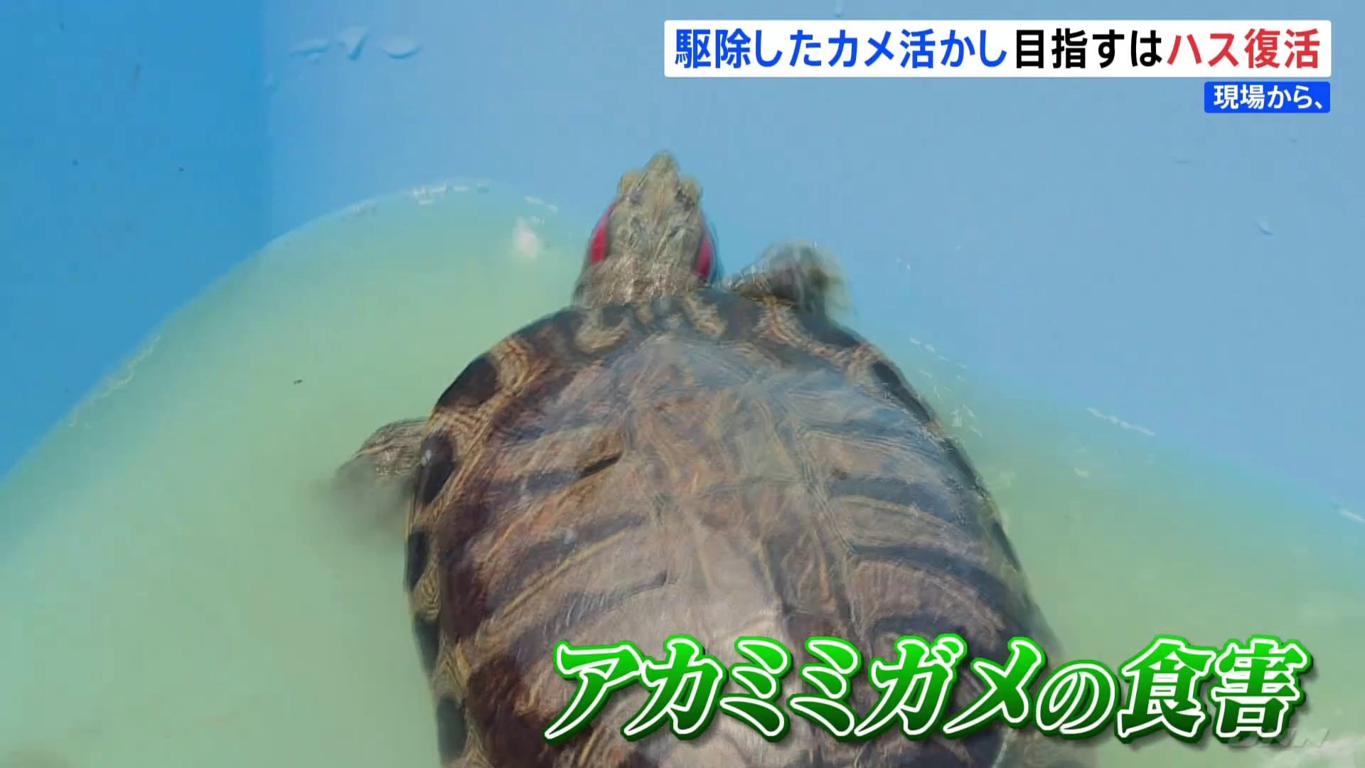 外来生物アカミミガメを肥料に　食害で消えたハス復活へ　新潟市【現場から、】