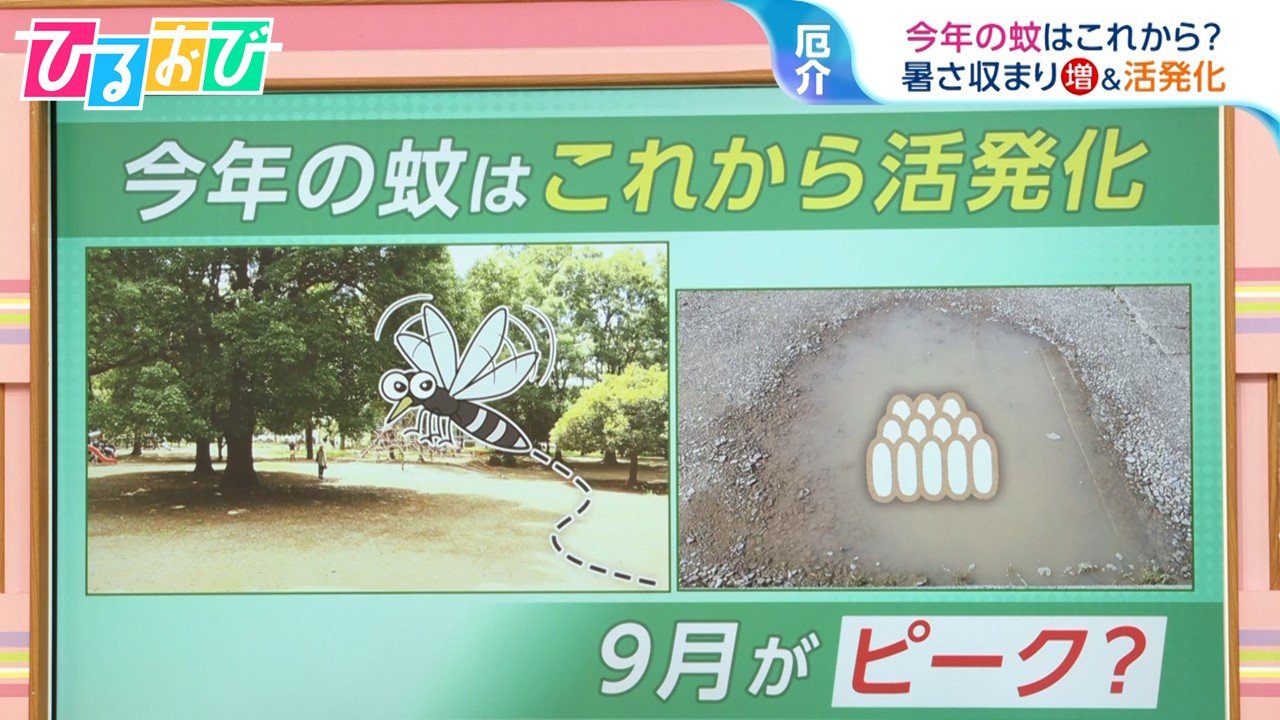 「家に入るときにフェイント」が有効！?今年の『蚊』は9月から？活発化する蚊に刺されない方法【ひるおび】