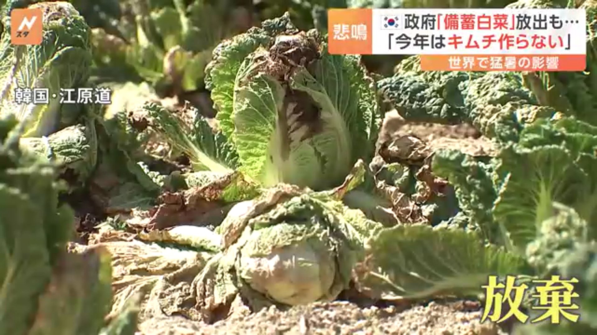 「夏野菜でさえ夏バテ」暑さで葉もの野菜高騰！韓国ではキムチに欠かせない「備蓄白菜」も放出する事態に…