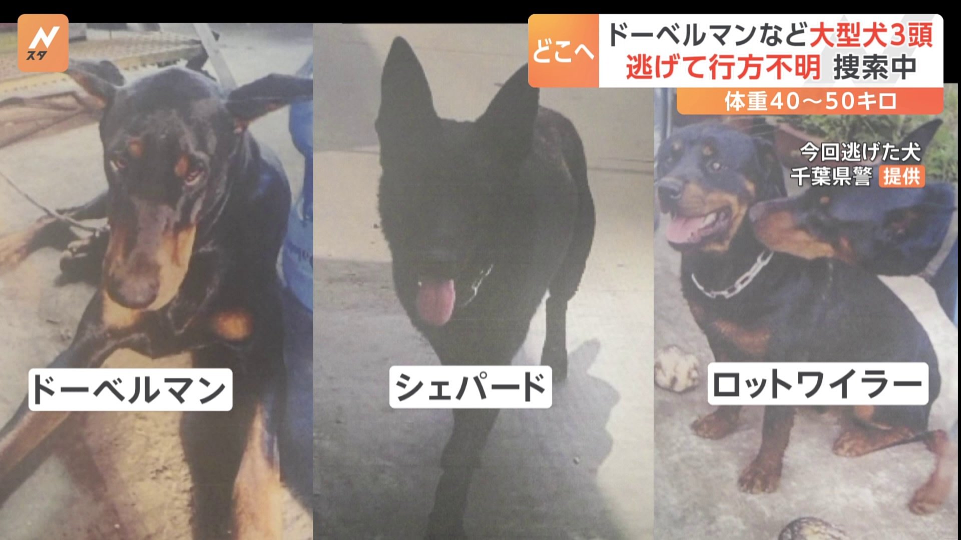 ドーベルマン・シェパード・ロットワイラー大型犬3頭が逃げ出す　千葉・四街道市