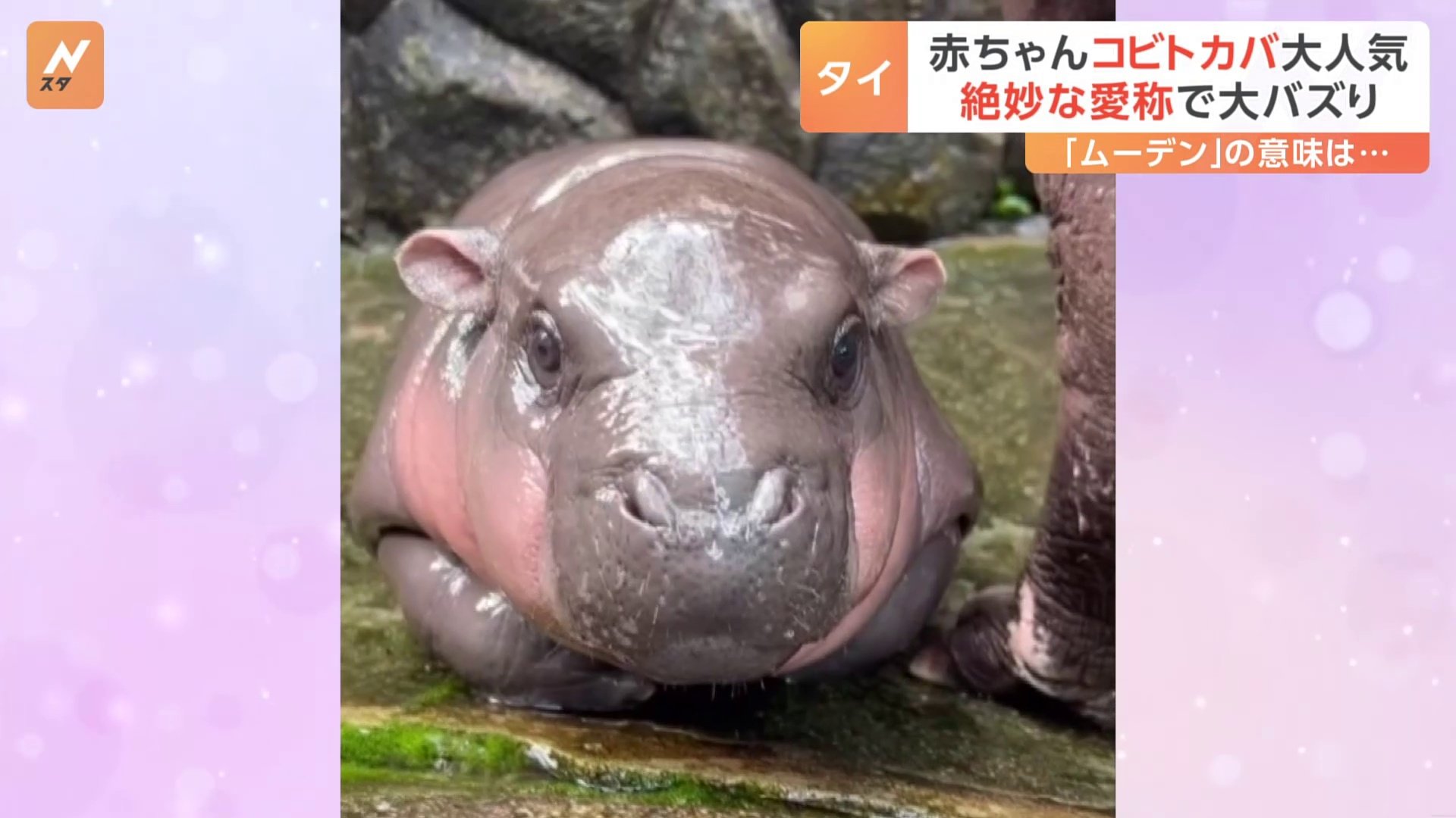 名前は「豚肉団子」？ 世界三大珍獣「コビトカバ」の赤ちゃんが人気！