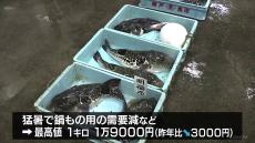 山口・下関市でフグの初競り　猛暑で鍋もの用の需要減少　最高値は去年比マイナス3000円