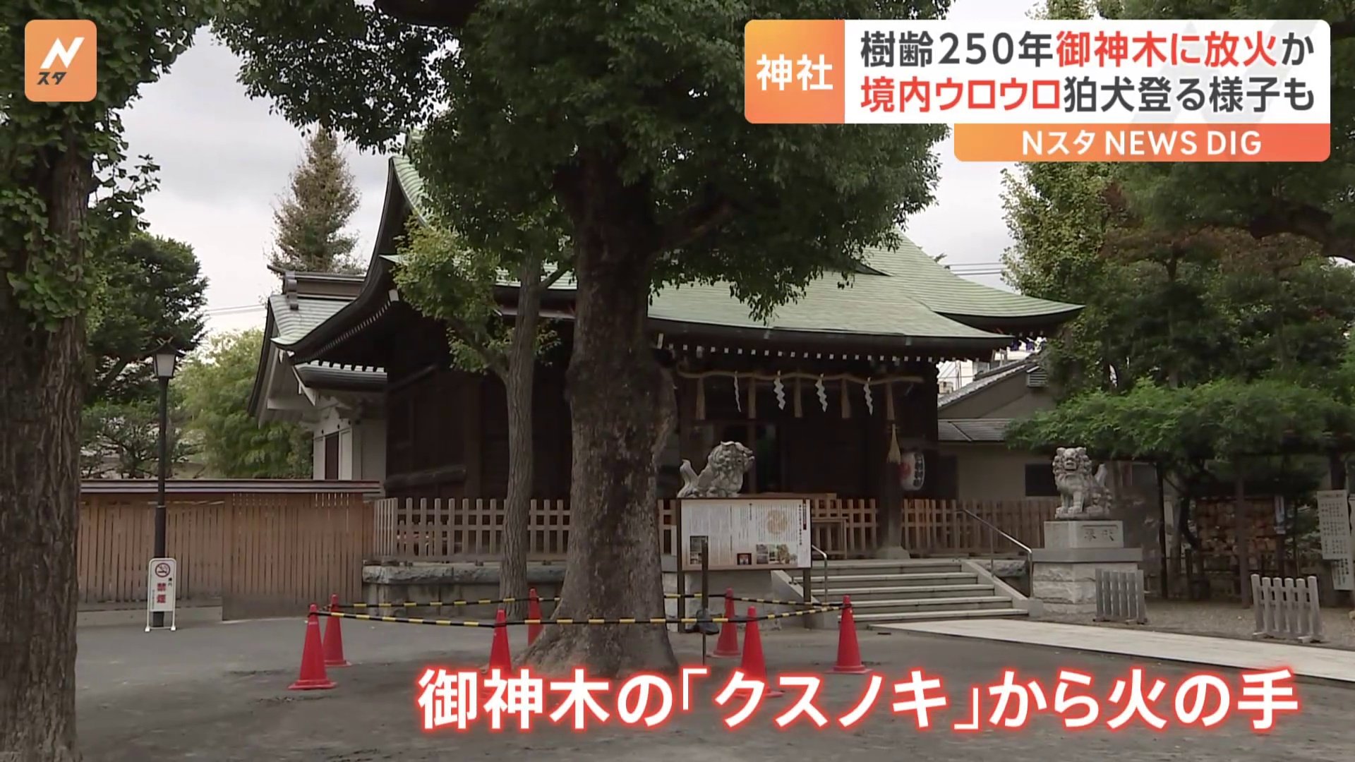 神社の樹齢250年の御神木に放火か　防犯カメラに周囲うろつく不審な人物「境内に何度か入ったり出たり…」 横浜・日枝神社