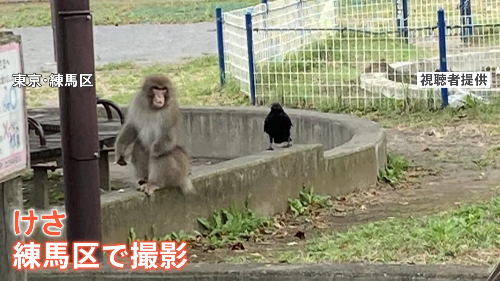 東京23区内でサル出没！北区・板橋区・練馬区でも目撃情報