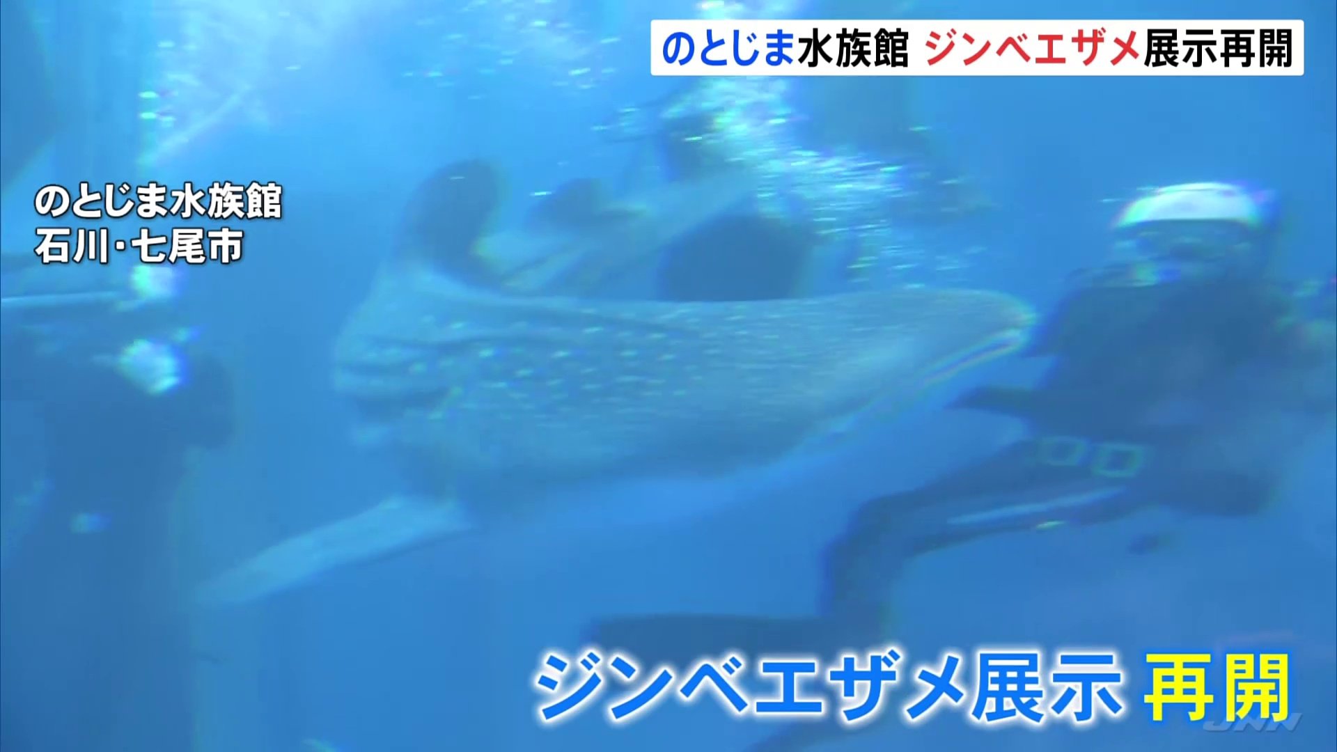 能登半島地震で被害の「のとじま水族館」 ジンベエザメの展示が再開　石川・七尾市