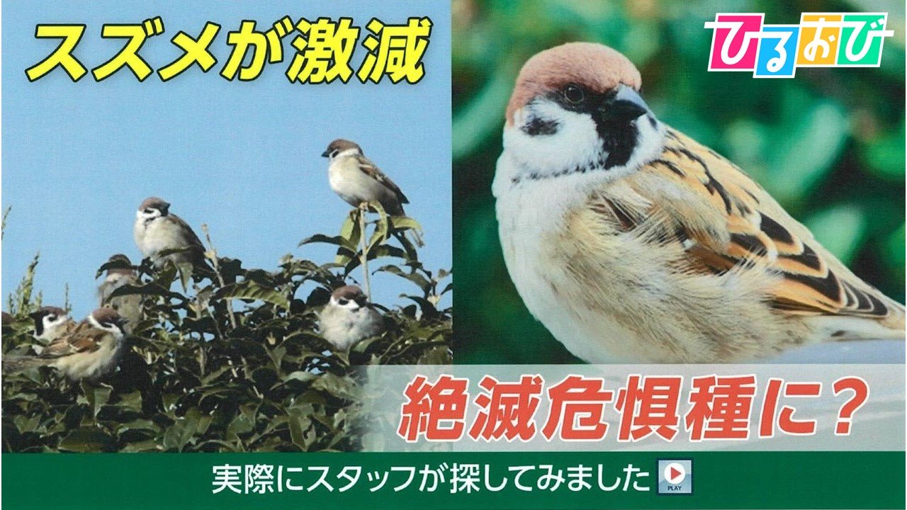 なぜ？「スズメ」が激減 “絶滅危惧種”に？スタッフが都内で探してみた【ひるおび】