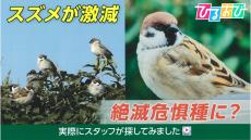 なぜ？「スズメ」が激減 “絶滅危惧種”に？スタッフが都内で探してみた【ひるおび】