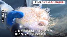 ブランド魚に深刻な被害　能登半島地震あとに富山湾で小エビ異常発生【現場から、】