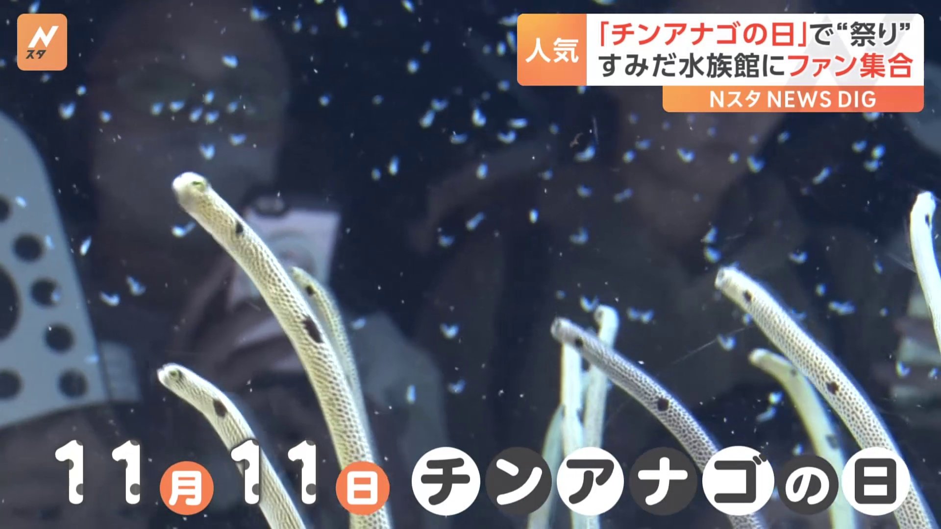 11月11日「チンアナゴの日」東京・すみだ水族館にファン集合で“お祭りさわぎ”