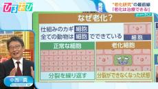 『老化は治療できる』マウス実験では“若返り”も！？「“ガチ”な運動はNG」東大教授が教える老化研究の最前線【ひるおび】