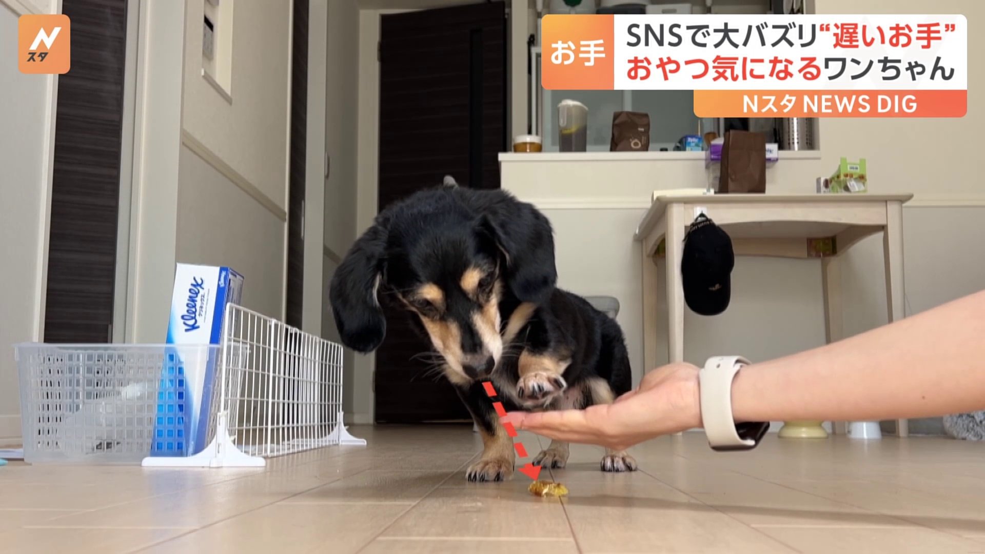 おやつに全集中しちゃう？“お手”が遅～い犬の大福君（8）がSNSで大バズり！