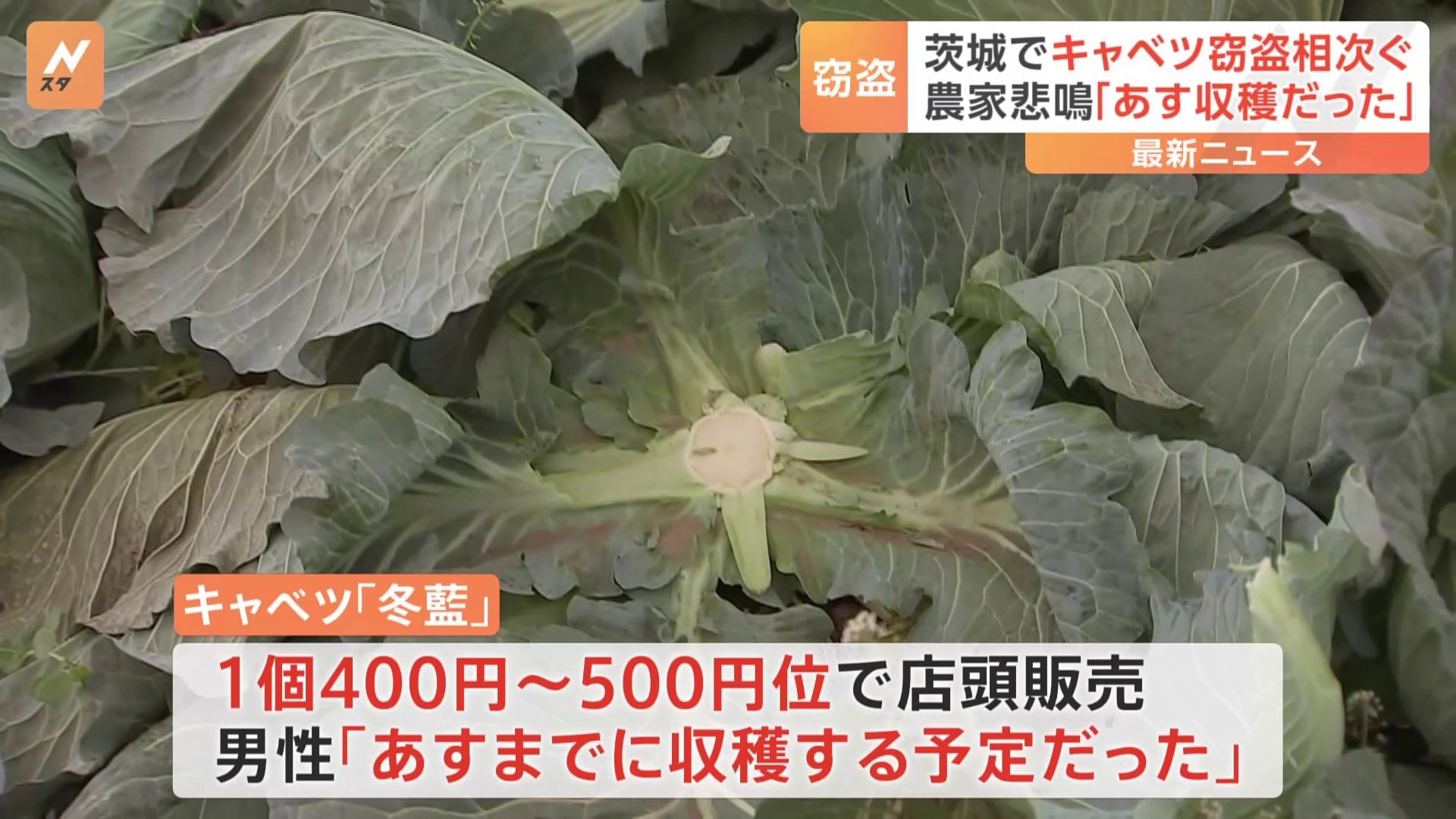 収穫前のキャベツ約1200個60万円相当が畑から盗まれる　被害に遭った男性「7月に種をまき、あすまでに収穫予定だった」 茨城・八千代町　県内の別の畑でも同様の被害