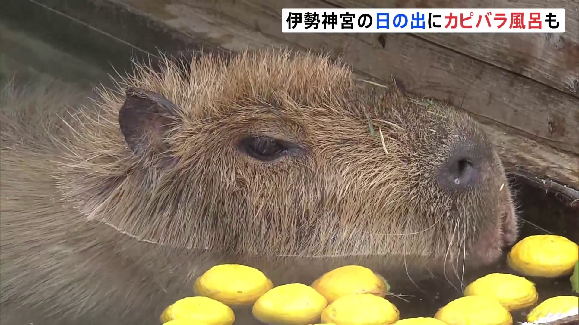 きょう21日は冬至　三重県の伊勢神宮・内宮では御来光に多くの参拝客　愛知の動物園ではカピバラ風呂