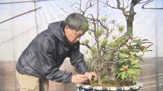 新年の皇居を彩る　伝統の寄植盆栽 「春飾り」の準備始まる　縁起物の紅白の梅や万両などをあしらい、大きな物は2m以上