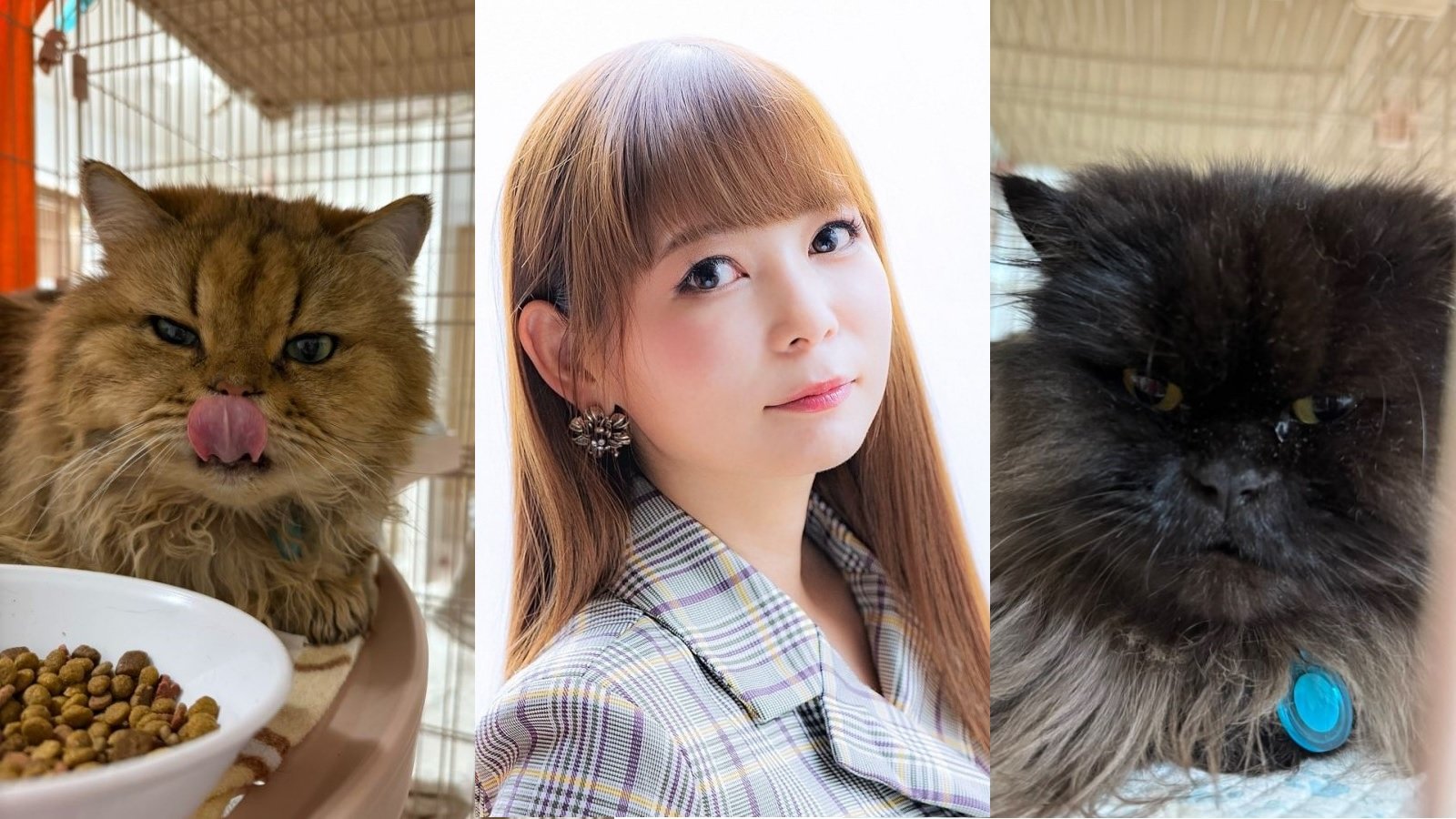 【中川翔子】多頭飼育崩壊からの猫たち救済を報告「凄いミラクル」大多数の猫たちの里親が決定「メリークリスマス」「優しい世界」