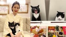 【藤あや子】愛猫マルが絶叫顔「おせちキターーーーーーーーー」新年早々フォロワー大喜利状態