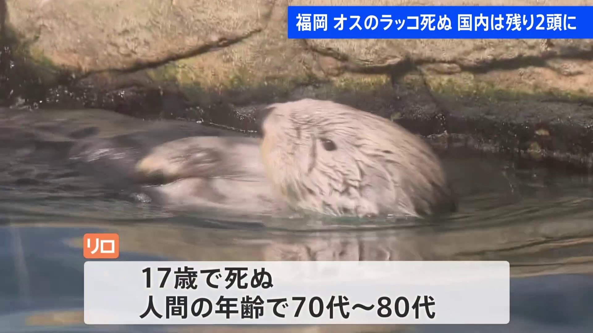 国内唯一のオスのラッコ「リロ」死ぬ　福岡・マリンワールド海の中道　国内飼育は鳥羽水族館の2頭のメスのみに