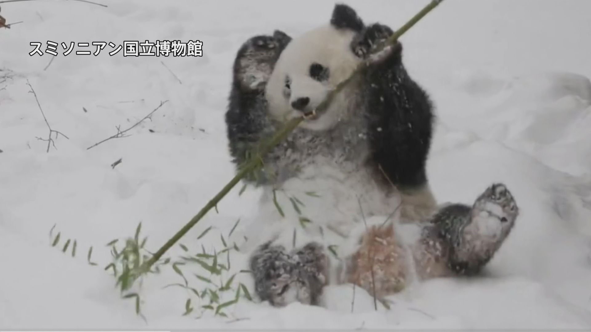 「大雪」に大喜び　ジャイアントパンダのバオリーとチンバオ　雪の中に飛び込んだり転がったり　アメリカ・ワシントンの国立動物園