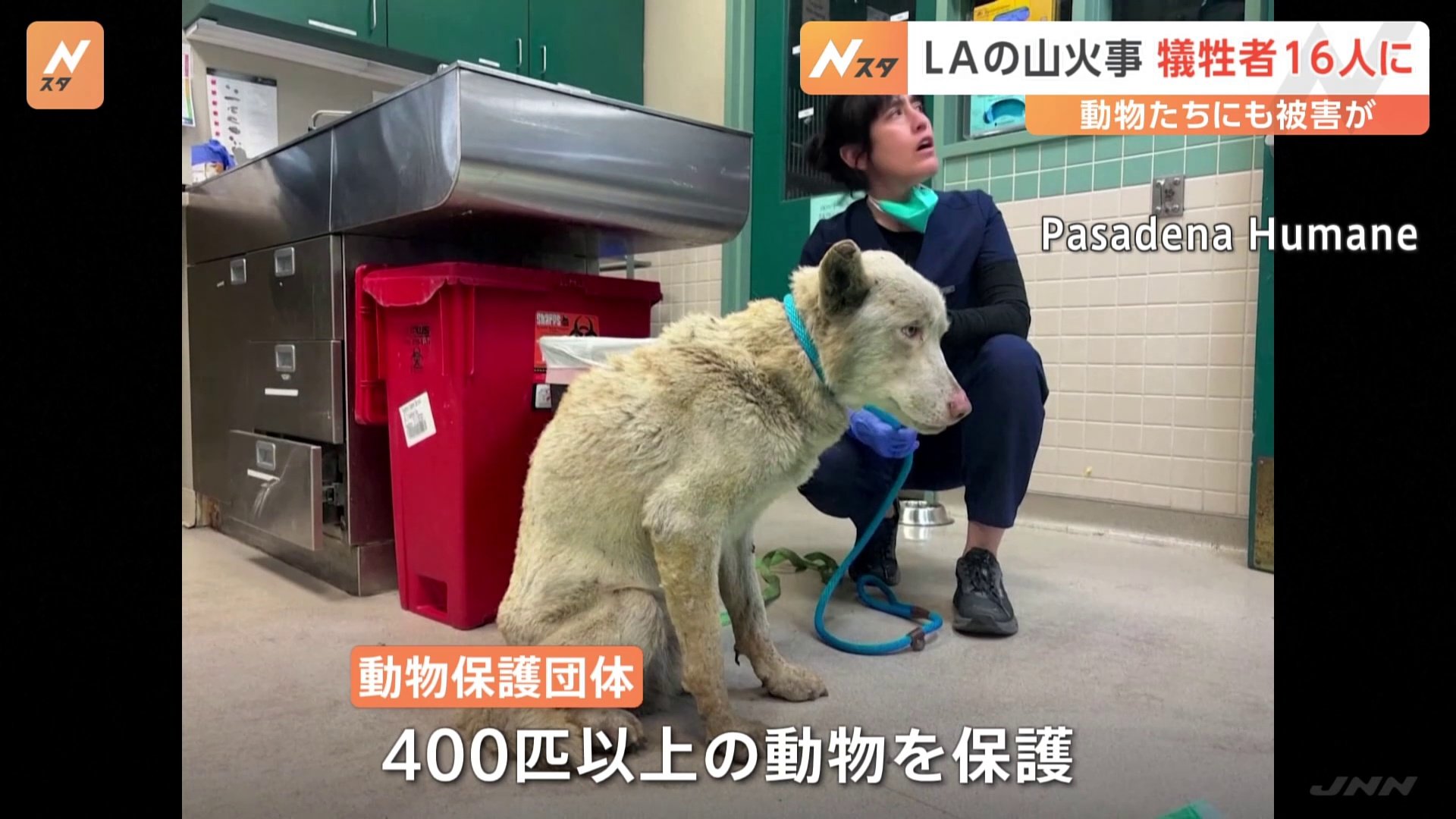 動物たちも被害に　ロサンゼルス山火事 シェルターで400匹以上のペットを保護　寄付金の協力呼びかけ