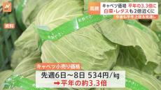 野菜が高騰…キャベツ価格が平年の3.3倍に　白菜やレタスも2倍に