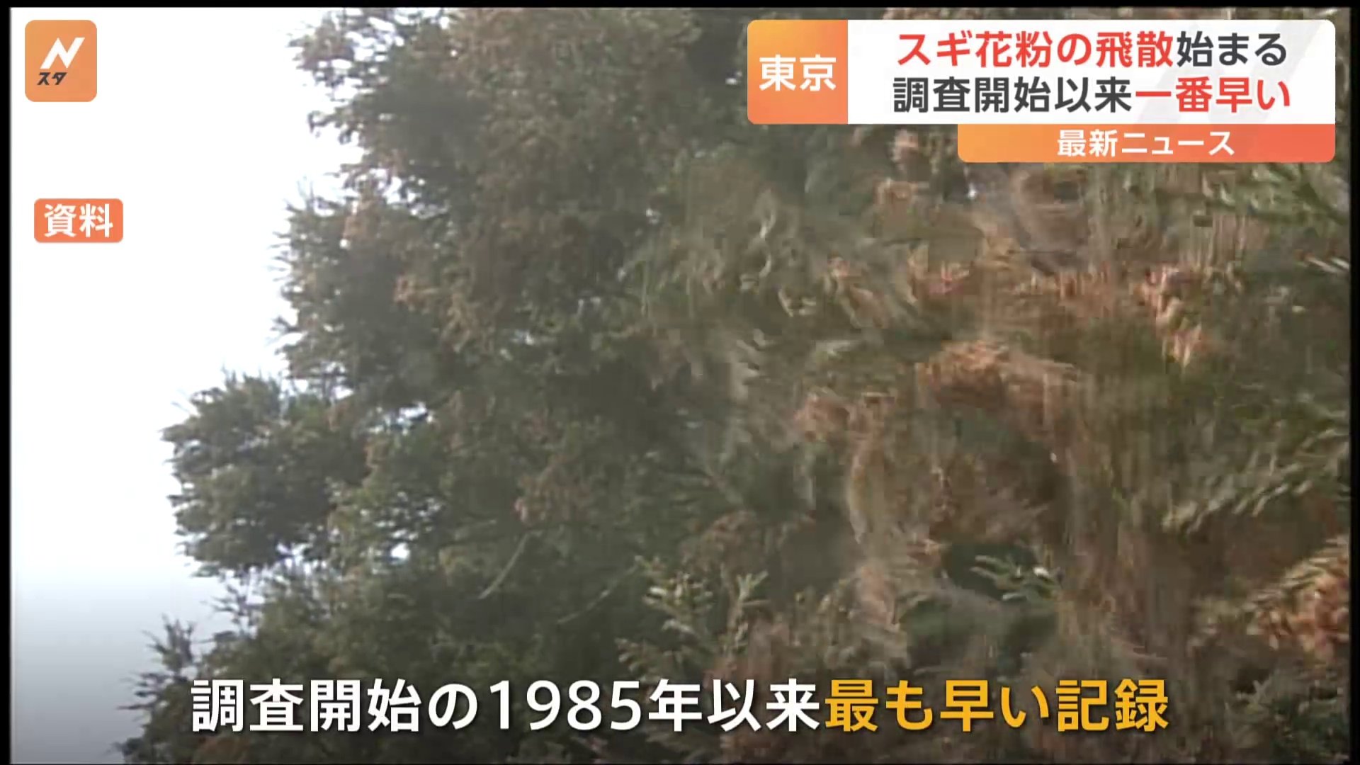 東京でスギ花粉の飛散始まる　調査を開始した1985年以来一番早い飛散開始