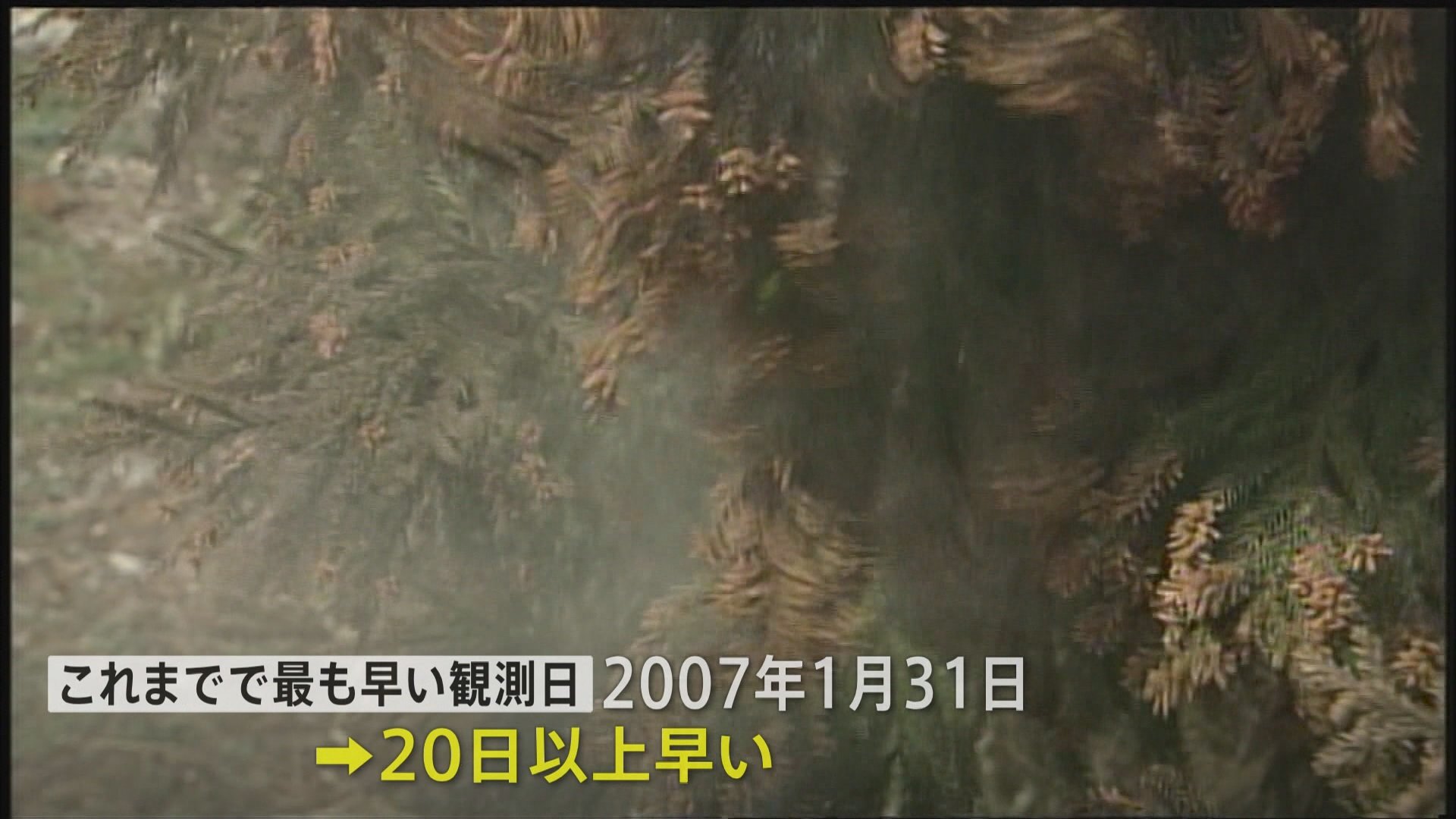 東京でスギ花粉の飛散始まる　1985年の調査開始以来最も早い飛散