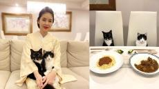 【藤あや子】愛猫が食卓にちょこん「マルオレ食堂」カレーとパスタにご満悦