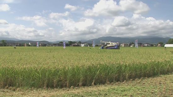 早くも稲刈りシーズン到来　極早生品種「葉月みのり」の収穫 《新潟・柏崎市》