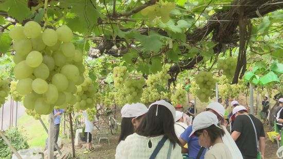 弥彦村の小学生がブドウ狩りに挑戦　農産物への理解を深める 《新潟》